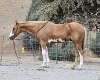 trail-friesian-horse