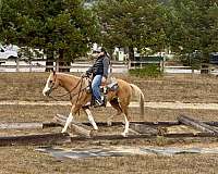 and-easy-to-handle-friesian-horse