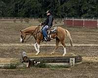 broke-for-anyone-friesian-horse