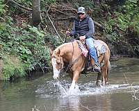 driving-friesian-horse