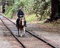 anyone-friesian-horse