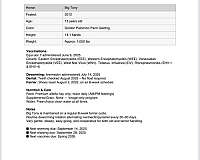 auction-friesian-horse