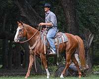 husband-safe-paint-horse