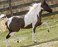 black-with-blaze-stockings-horse