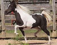 pinto-black-with-blaze-stockings-horse