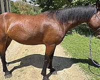 broodmare-prospect-mustang-horse
