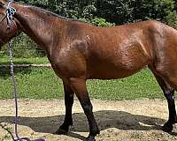 can-move-mustang-horse