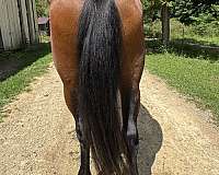 careful-mustang-horse