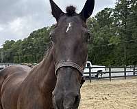 16-hand-draft-mare