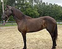 black-draft-mare