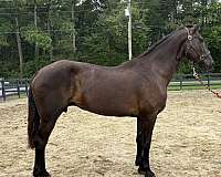 black-mare-for-sale