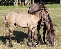 blue-grulla-filly-for-sale