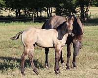 blue-grulla-quarter-horse-for-sale