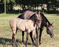 10-hand-blue-grulla-horse