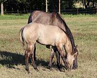 blue-grulla-filly