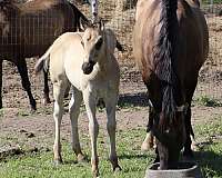 blue-grulla-horse-for-sale