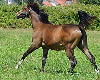 bay-4-socks-white-blaze-horse
