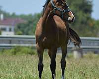 4-socks-white-blaze-horse