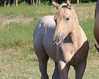 bueno-chex-colt