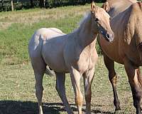 bueno-chex-palomino-horse