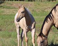 king-fritz-palomino-horse