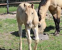ben-mark-palomino-horse