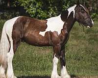 gypsy-vanner-colt-yearling
