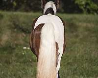 piebald-gypsy-vanner-colt
