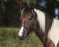 piebald-gvhs-colt
