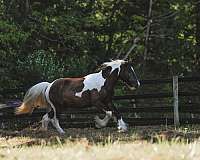 piebald-gvhs-horse