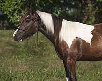 horsemanship-colt-yearling