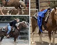 palomino-splash-blaze-pony