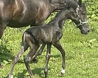 arabian-horse-for-sale