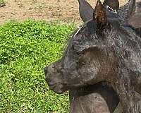 arabian-colt
