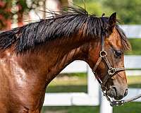 star-2-rear-ankle-socks-pony