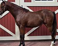bay-star-2-rear-ankle-socks-pony
