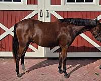 refined-welsh-pony
