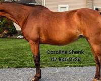amish-broke-morgan-pony