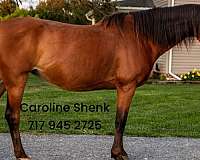 amish-trained-morgan-pony