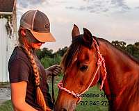 broodmare-morgan-pony