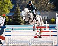 grey-dutch-warmblood-stallion