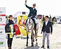 attitude-dutch-warmblood-horse
