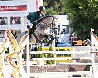 cor-de-la-bryere-dutch-warmblood-horse