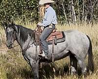 spouse-quarter-horse