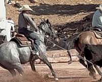 spouse-gelding