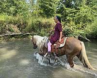 draft-trail-quarter-horse
