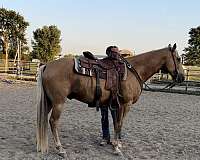 all-around-quarter-horse