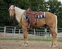 arena-quarter-horse
