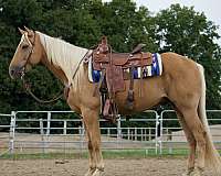 call-quarter-horse