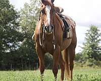 acre-quarter-horse